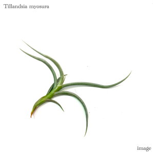 `WA ~IX (GA[vc eBWA ϗtA  Ǌ| CeA ~j ^ ݂艺  myosura)