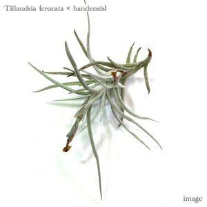 `WA z(NJ[^ × ofVX) (GA[vc eBWA ϗtA  Ǌ| CeA ~j ^ ݂艺  hybrid crocata × bandensis)