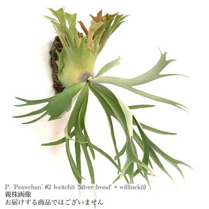 (i) rJNV_ 's[`' #2 (pup) (No.40912) (RE ϗtA  CeA ݂艺 Ǌ| ~j ^ ^  r[`[ Vo[th × EBL[ Platycerium 'Peaw