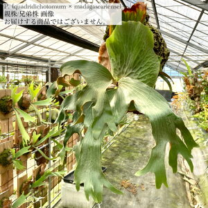 (i) rJNV_ z (NAhfBRg} × }_KXJGZ) (pup) (No.40713) (RE ϗtA  CeA ݂艺 Ǌ| ~j ^  Platycerium hybrid quadridichotomu