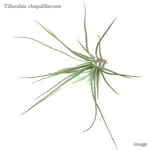 `WA `pGVX (GA[vc eBWA ϗtA  Ǌ| CeA ~j ^ ݂艺  chapalillaensis)