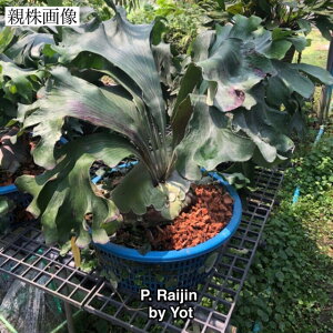 (i) rJNV_ q[ '_' (pup) (No.41019) (RE ϗtA  CeA ݂艺 Ǌ| ~j ^ ^  CW Platycerium hillii 'Raijin')