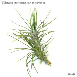 `WA tLAi NrtHA (GA[vc eBWA ϗtA  Ǌ| CeA ~j ^ ݂艺  funckiana var. recurvifolia)