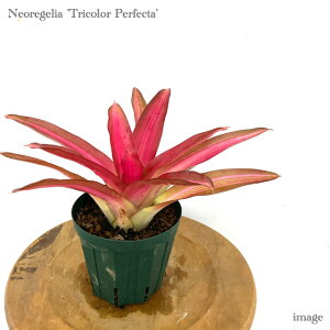 lIQA 'gJ[ p[tFN^' (ϗtA  Ǌ| CeA ~j ^ ^ ݂艺  ^NuA Neoregelia 'Tricolor Perfecta')