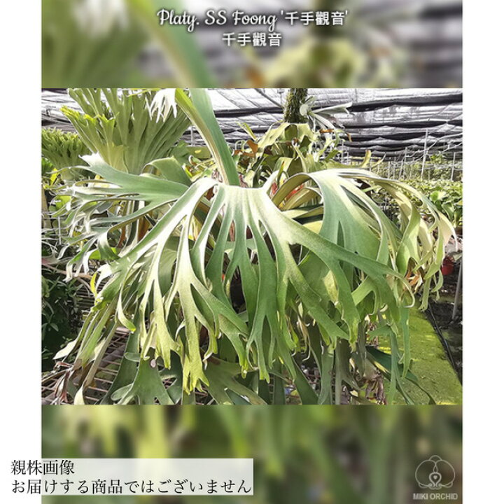 楽天市場】(現品) ビカクシダ 
