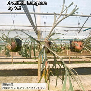 (i) rJNV_ r[`[ 'o[T[' (pup) (No.40942) (RE ϗtA  CeA ݂艺 Ǌ| ~j ^ ^  B[`[ xC`[ Platycerium veitchii 'bangsare')