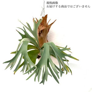 (i) rJNV_ 'yKTX' (OC) (No.40892) (RE ϗtA  CeA ݂艺 Ǌ| ~j ^ ^  EBL[ × fBo[VtHE(?) Platycerium 'Pegasus')