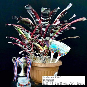 (i) GNA 'Ibg[' (No.62272) (ϗtA  Ǌ| CeA ~j ^ ^ ݂艺  ^NuA Aechmea 'otto')