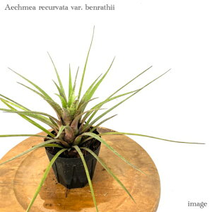 GNA No[^ xV[ 3 (ϗtA  Ǌ| CeA ~j ^ ݂艺  ^NuA Aechmea recurvata var. benrathii)