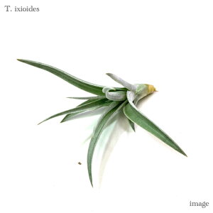 `WA CLVICfX (GA[vc eBWA ϗtA  Ǌ| CeA ~j ^ ݂艺  ixioides)