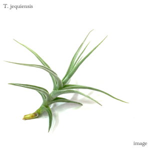 `WA WFNCGVX (GA[vc eBWA ϗtA  Ǌ| CeA ~j ^ ݂艺  jequiensis)