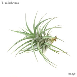 `WA JN} (GA[vc eBWA ϗtA  Ǌ| CeA ~j ^ ^ ݂艺  callichroma)