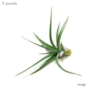 `WA WN_ (GA[vc eBWA ϗtA  Ǌ| CeA ~j ^ ݂艺  jucunda)