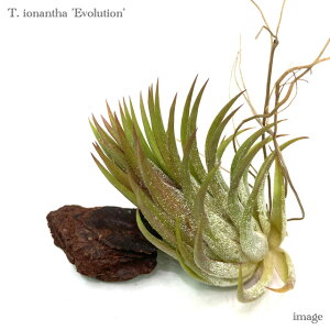 `WA CIi^ 'G{[V' (GA[vc eBWA ϗtA  Ǌ| CeA ~j ^ ݂艺  ionantha 'Evolution')