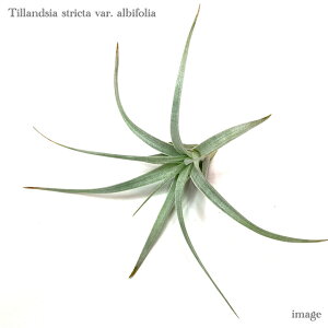 `WA XgN^ ArtHA (GA[vc eBWA ϗtA  Ǌ| CeA ~j ^ ݂艺  stricta var. albifolia)