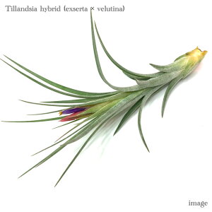 `WA z (GNZ^ × xeBi) (GA[vc eBWA ϗtA  Ǌ| CeA ~j ^ ݂艺  hybrid exserta × velutina)