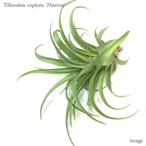 `WA Js^[^ '}[' (GA[vc eBWA ϗtA  Ǌ| CeA ~j ^ ݂艺  capitata 'Marron' } maroon)