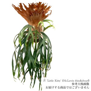 (i) rJNV_ 'gLeB' (TC) (No.41046) (RE ϗtA  CeA ݂艺 Ǌ| ~j ^  z Platycerium hybrid 'Little Kitty' Mt.lewis thin & dwarf }EgCX 