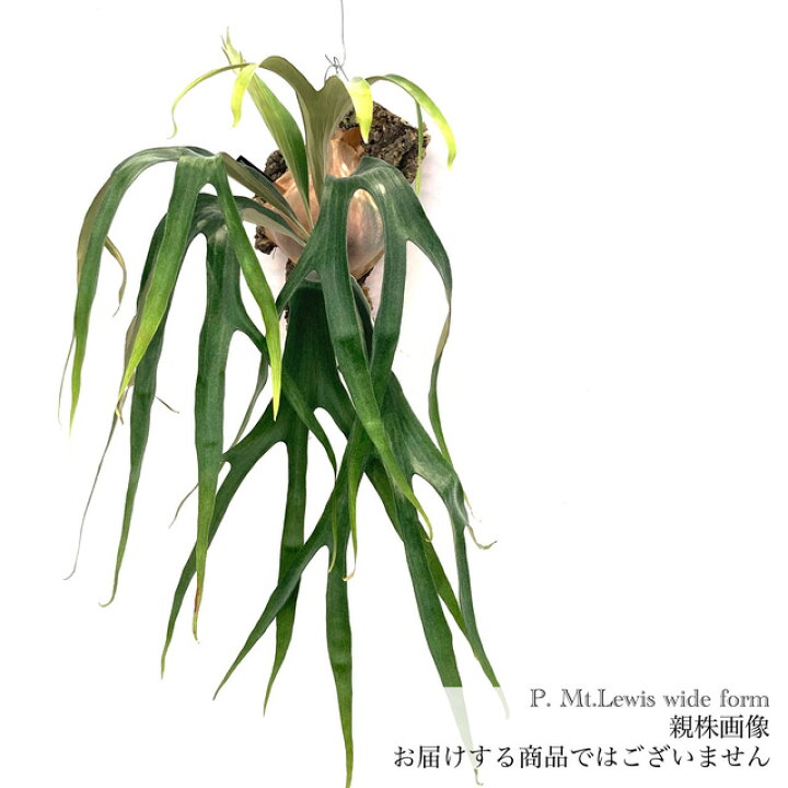 楽天市場】(現品) コウモリラン マウントルイス  