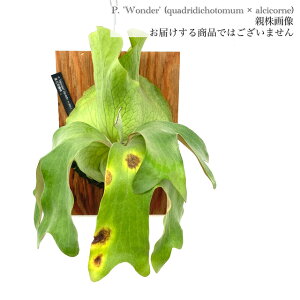 (i) rJNV_ '_[' (pup) (No.40957) (RE ϗtA  CeA ݂艺 Ǌ| ~j ^ ^  NAhfBRg} × AVRl Platycerium 'wonder' hybrid quadr