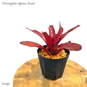 lIQA eBOi gD[ 4 (ϗtA  Ǌ| CeA ~j ^ ^ ݂艺  ^NuA Neoregelia tigrina true)