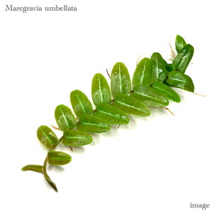 }NOrA Ex[^ (MѐA roE eE p_E WGI[Lbh Η ϗtA  CeA  ^ ~j Ǌ| ݂艺 }NOBA m