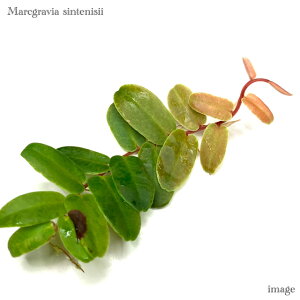 }NOrA VelV[ (MѐA roE eE p_E WGI[Lbh Η ϗtA  CeA  ^ ~j Ǌ| ݂艺 }NOBA m