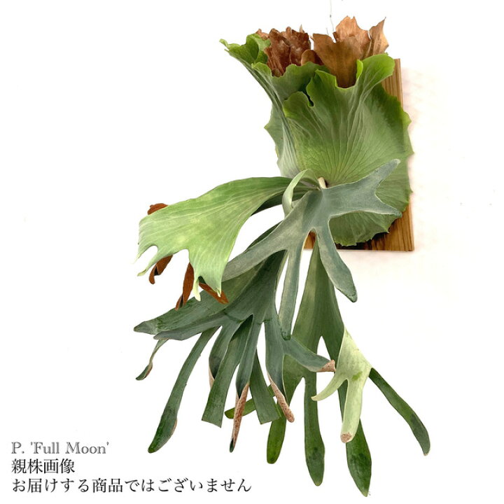楽天市場】(現品) コウモリラン 