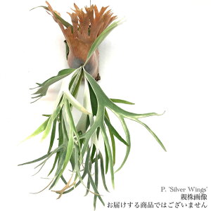 (i) rJNV_ 'Vo[EBOX' (pup) (No.40778) (RE ϗtA  CeA ݂艺 Ǌ| ~j ^  EBL[ × r[`[ 'Vo[th' Platycerium 'Sil