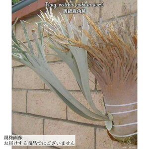 (i) rJNV_ r[`[ 'A[oo[' (spore) (No.40840) (RE ϗtA  CeA ݂艺 Ǌ| ~j ^ ^  B[`[ xC`[ Platycerium veitchii 'Auburn Rive