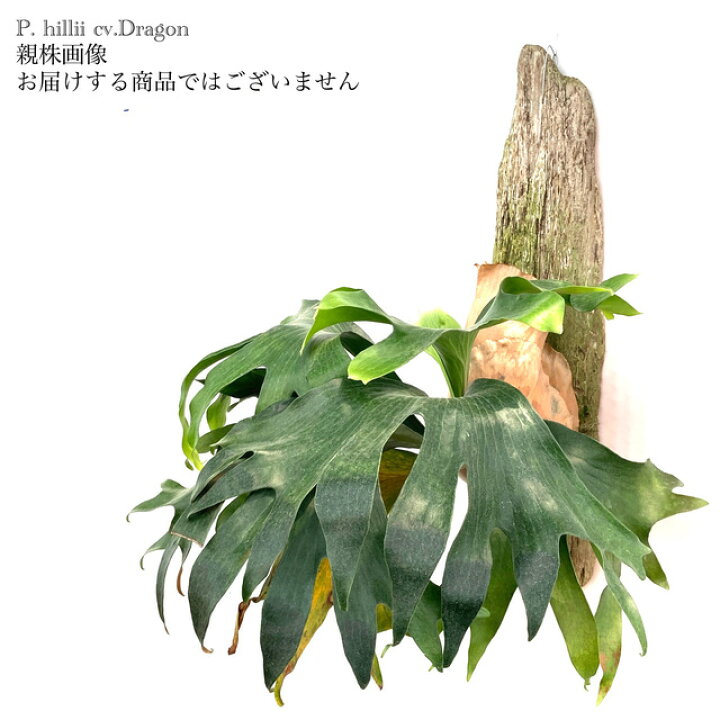 ヒリードラゴン 子株 ビカクシダ （ビカクシダ ヒリードラゴン 