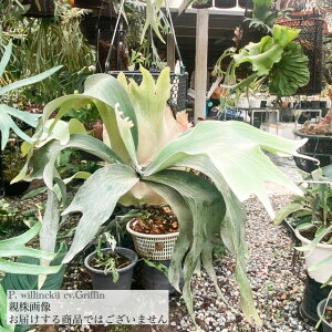 (i) rJNV_ EBL[ 'OtB' (pup) (No.40967) (RE ϗtA  CeA ݂艺 Ǌ| ~j ^ ^  Platycerium willinckii 'Griffin')