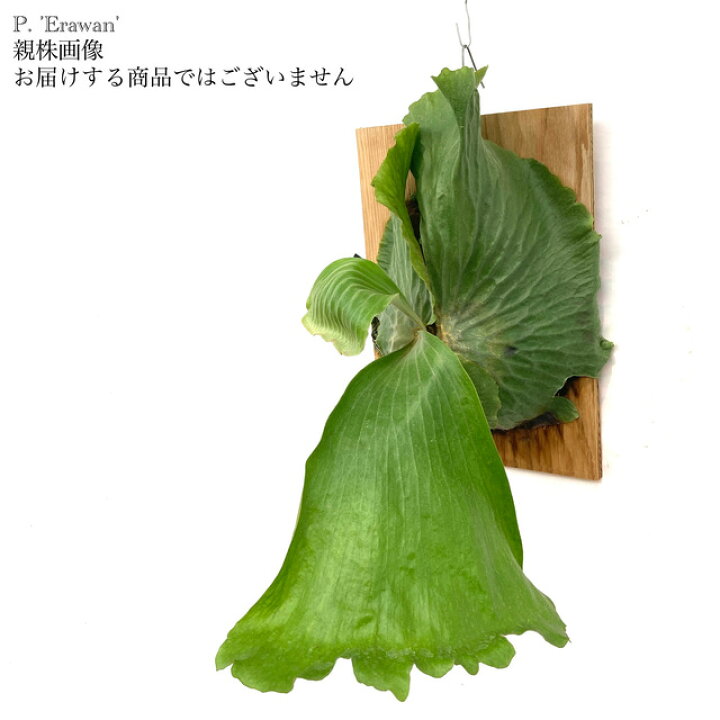 楽天市場】(現品) コウモリラン 