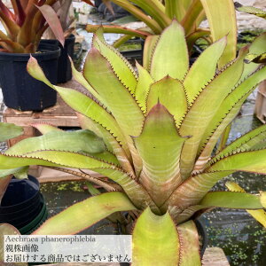 (i) GNA t@ltrA (No.61989) (ϗtA  Ǌ| CeA ~j ^ ^ ݂艺  ^NuA Aechmea phanerophlebia)