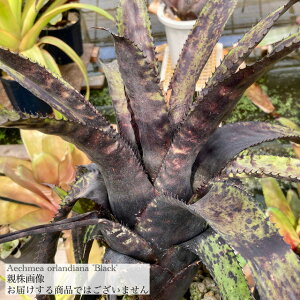 (i) GNA I[fBAi 'ubN' (No.62295) (ϗtA  Ǌ| CeA ~j ^ ^ ݂艺  ^NuA Aechmea orlandiana 'Black')