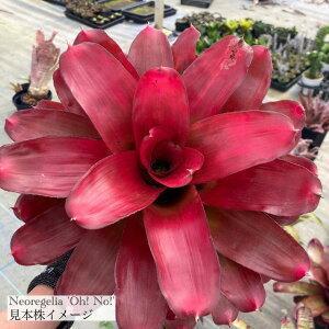 (i) lIQA I[m[ (No.62297) (ϗtA  Ǌ| CeA ~j ^ ^ ݂艺  ^NuA Neoregelia Oh! No!)