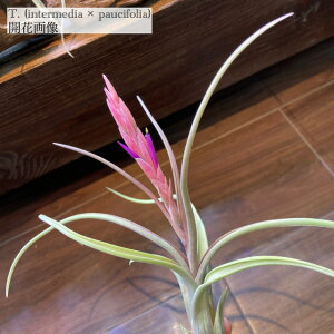 (i) `WA z (C^[fBA × pEVtHA) (No.21529) (GA[vc eBWA ϗtA  Ǌ| CeA ~j ^ ݂艺  hybrid intermedia × paucifoli