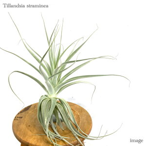 `WA Xg~lA M size (GA[vc eBWA ϗtA  Ǌ| CeA ~j ^ ^ ݂艺  straminea)