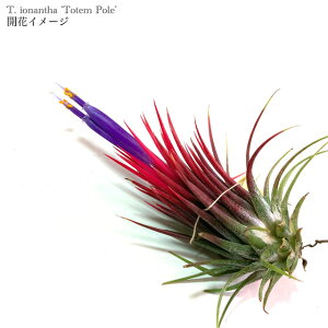 (i) `WA CIi^ 'g[e|[' (No.21960) (GA[vc eBWA ϗtA  Ǌ| CeA ~j ^ ݂艺  ionantha 'Totem Pole')