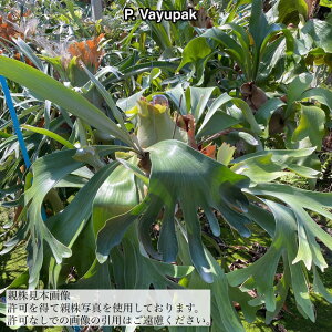 (i) rJNV_ 'opbN' (pup) (No.41138) (RE ϗtA  CeA ݂艺 Ǌ| ~j ^ ^  Platycerium hybrid Vayupak)