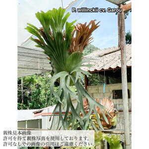 (i) rJNV_ EBL[ cv.KE (pup) (No.40748) (RE ϗtA  CeA ݂艺 Ǌ| ~j ^ ^  Platycerium willinckii cv.Garou)