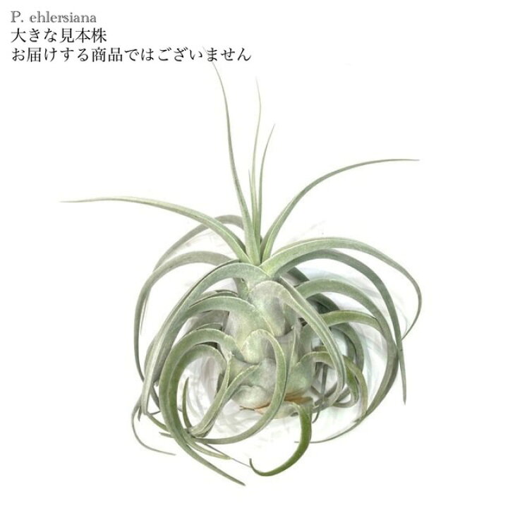 楽天市場】(現品) チランジア エーレルシアナ (No.21896) (エアー 