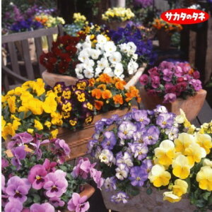 パンジー ビオラ 種の人気商品 通販 価格比較 価格 Com