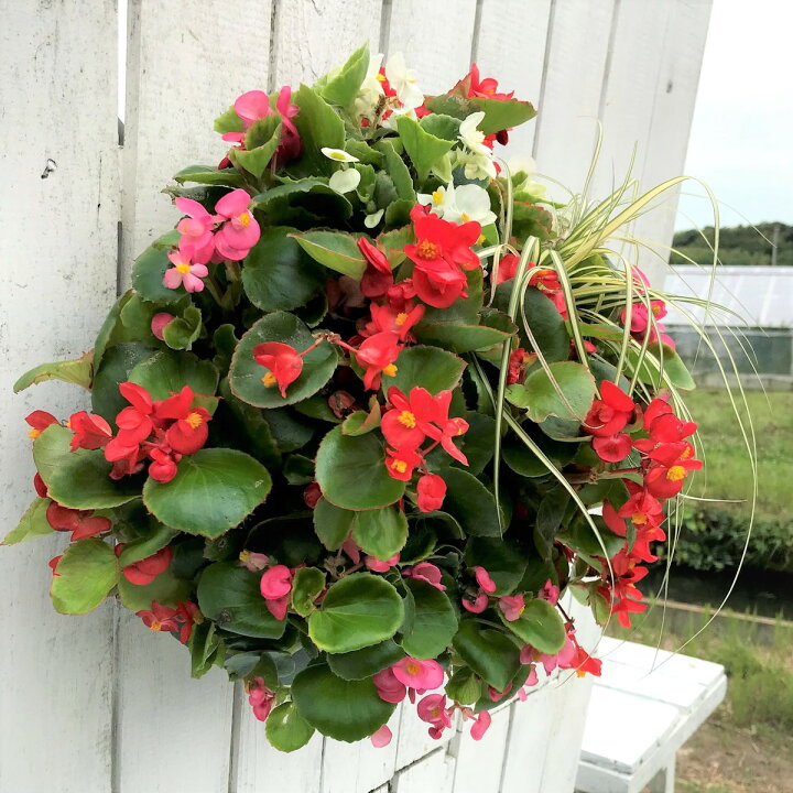 楽天市場 ハンギング ベゴニア ベゴニア ハンギングバスケット 寄せ植え S字フック付き 誕生日プレゼント 玄関 プランター 壁掛け 当店オススメ はなこ Botanicalgarden 楽天市場 ハンギング ベゴニア ベゴニア ハンギングバスケット 寄せ植え S字フック付き 誕生日プレゼント 玄関 プランター 壁掛け 当店オススメ はなこ Botanicalgarden