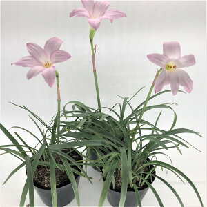 苗 庭 花の人気商品 通販 価格比較 価格 Com 苗 庭 花の人気商品 通販 価格比較 価格 Com