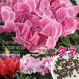 【花のタネ・種】シクラメン・大輪覆色ミックス　約30粒