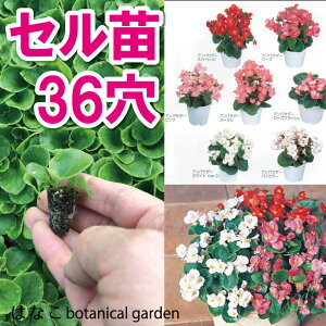 苗 ベゴニアの人気商品 通販 価格比較 価格 Com