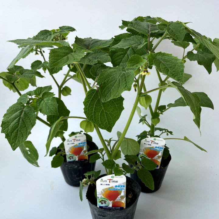 楽天市場 食用ホオズキ アップルベリー 3ポットセット 自家栽培 送料無料 はなこ Botanicalgarden