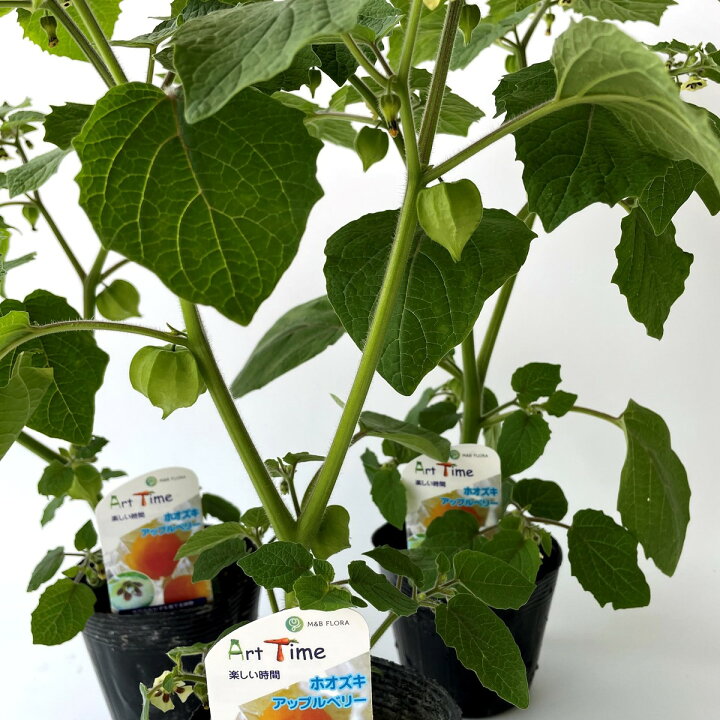 楽天市場 食用ホオズキ アップルベリー 3ポットセット 自家栽培 送料無料 はなこ Botanicalgarden