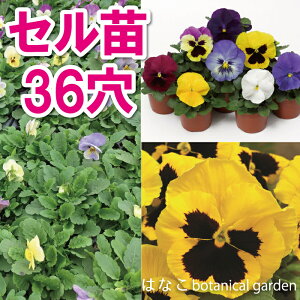 パンジー 苗の人気商品 通販 価格比較 価格 Com パンジー 苗の人気商品 通販 価格比較 価格 Com
